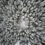 snow covered pine trees from above