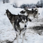 huskies ready to run