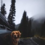 dog looking out widow of car as it drives down a rainy highway