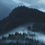 foggy mountains and trees