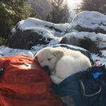 puppy catching a nap on a backpack in the snow