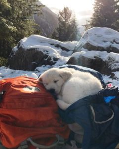 puppy catching a nap on a backpack in the snow