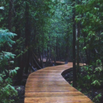 wooden path through forest