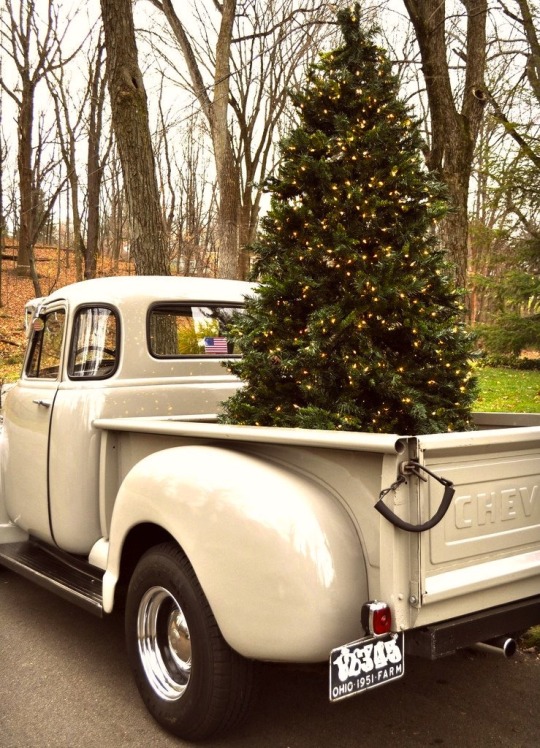 christmas tree in back of old chevy pickup truck