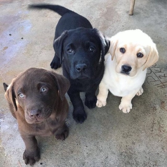 black brown and golden labs