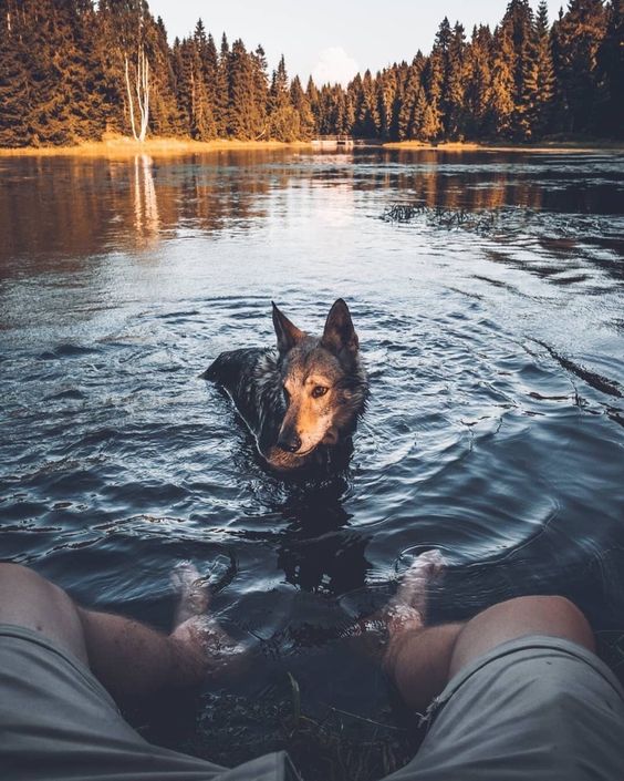 good dog in water