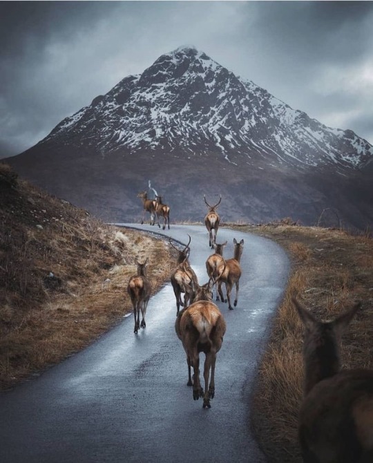 reindeer walking on mountain road 