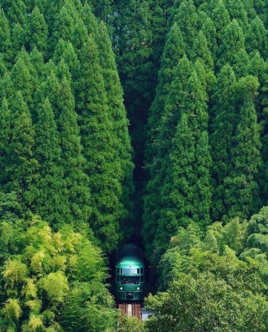 train coming out from forest