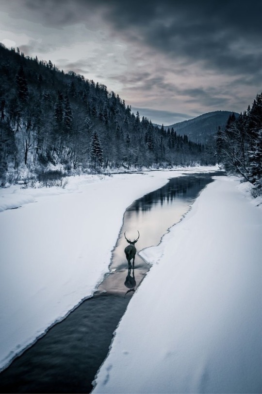 dear walking in snowy creek