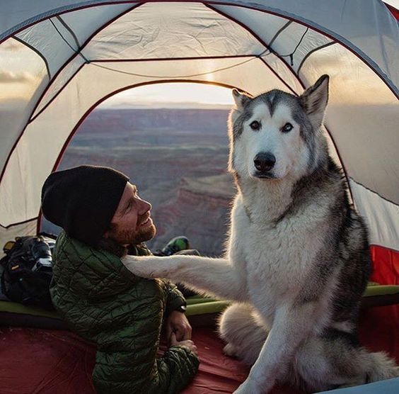 man with husky in tent