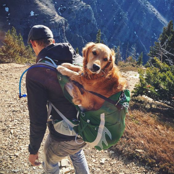 man carrying dog on back