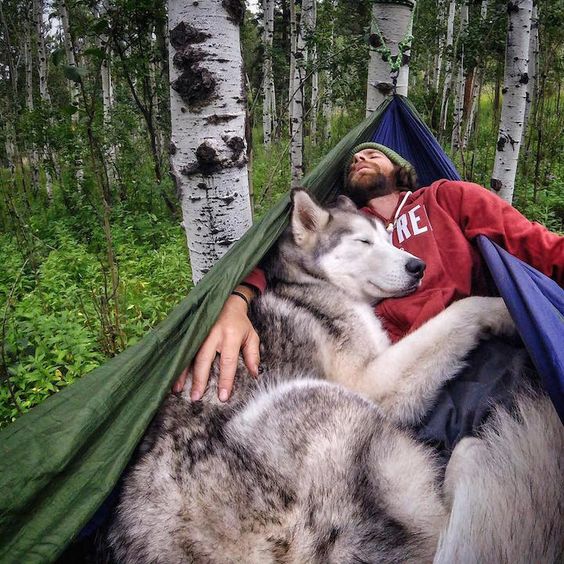 man relaxing with husky dog in hammock