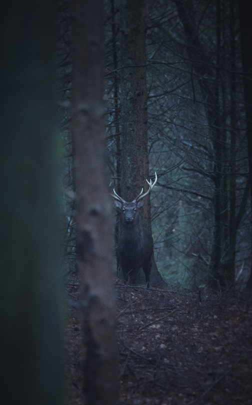 stoic deer in the woods