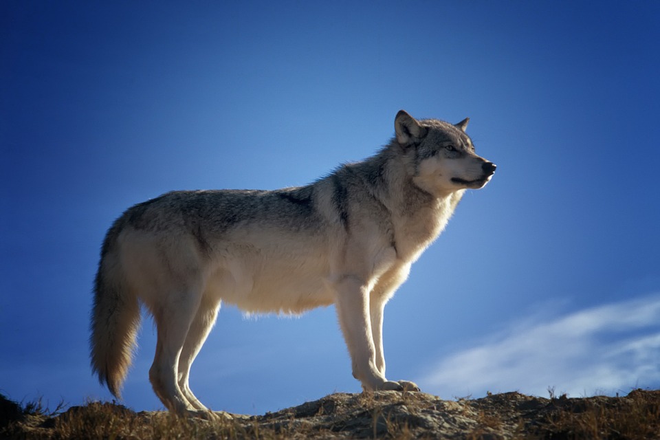 majestic wolf 