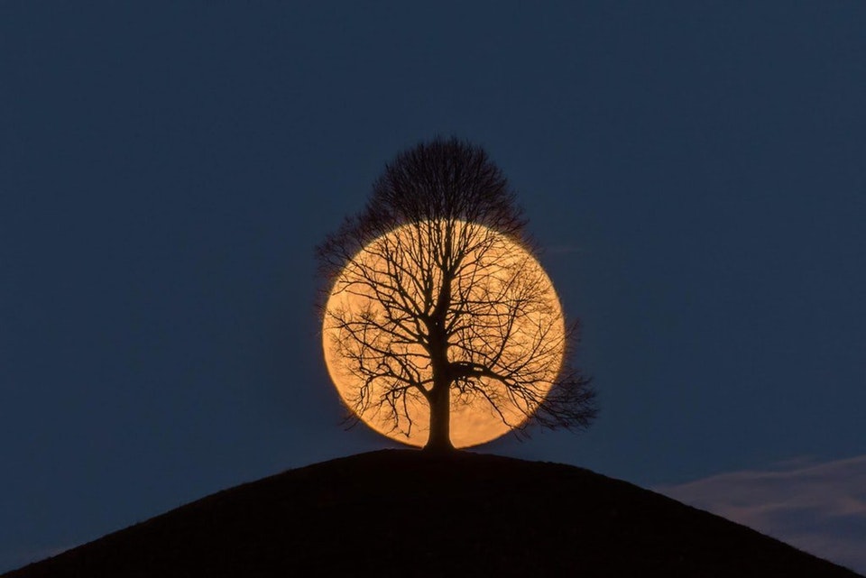 full moon behind tree on hill