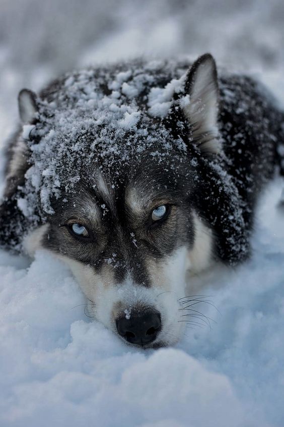 blue eye wolf in snow