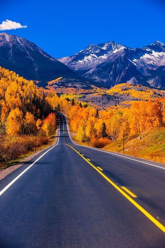 long road through fall trees
