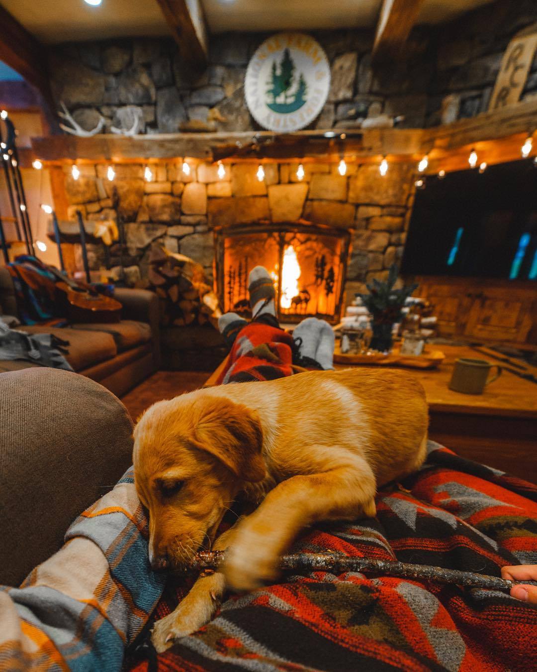 puppy playing with stick inside of cabin with fireplace