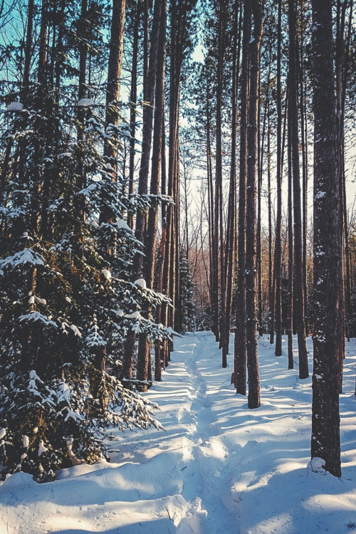snowy trail through woods