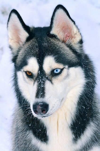 handsome husky with one blue and one brown eye