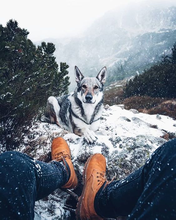 husky sitting with man in the snow