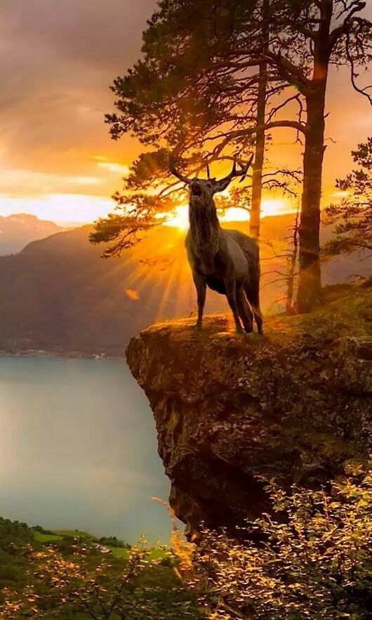 large buck in front of stunning sunset