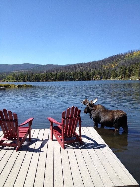 moose standing close to deck