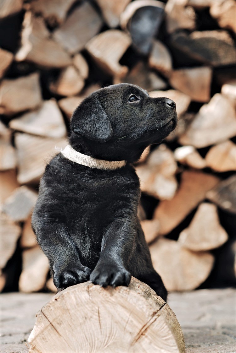 cute black lab pup
