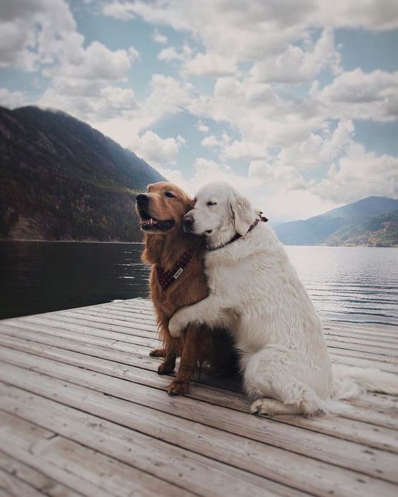 dog hugging her partner on lake dock