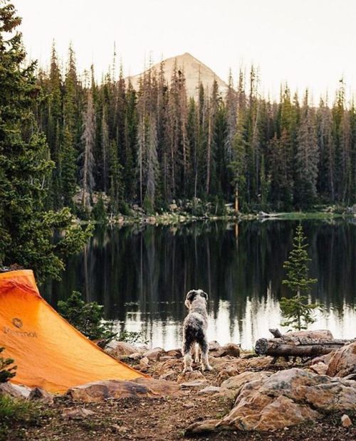 dog looking at lake next to tent