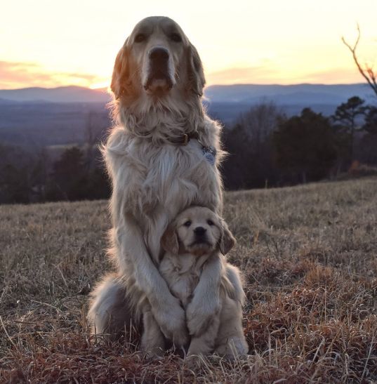 dog with her pup