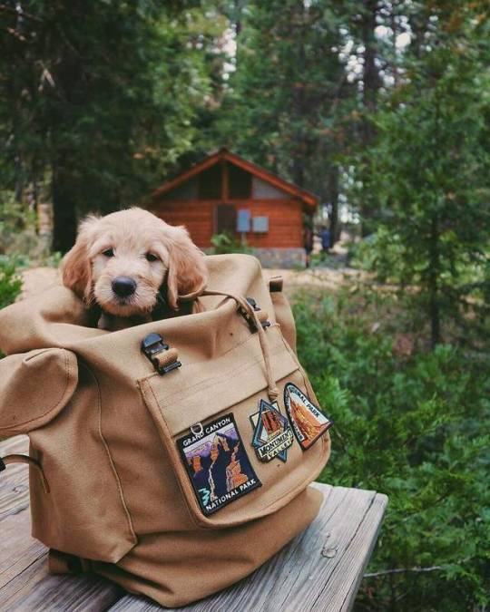 puppy in a backpack
