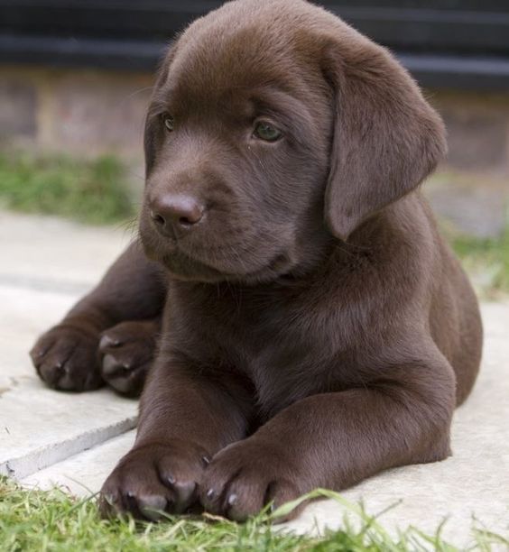 chocolate lab puppers