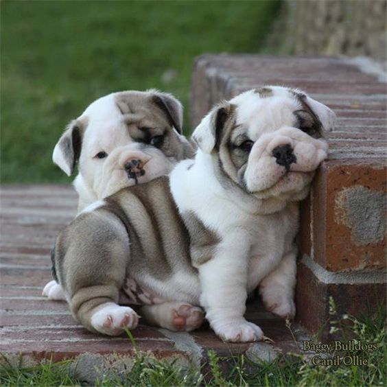 bulldog puppies