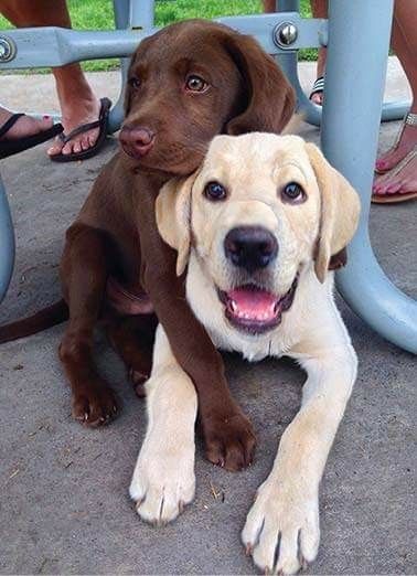 chocolate and golden labs are best buddies