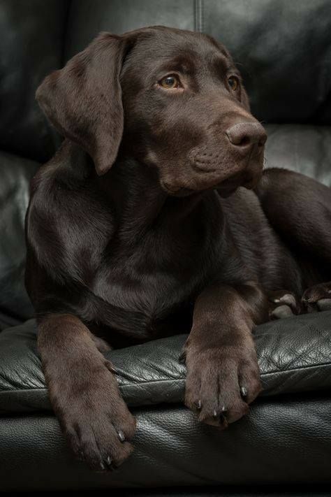 handsome chocolate lab manly dog