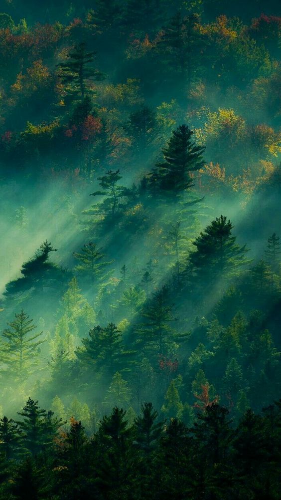 misty mountain trees