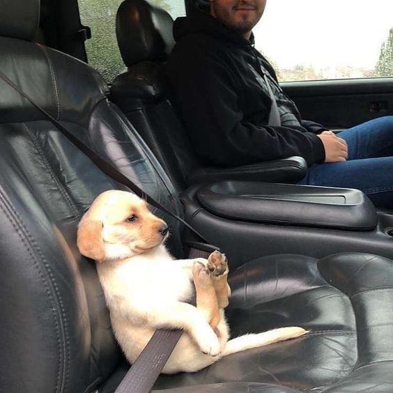 puppy with seatbelt
