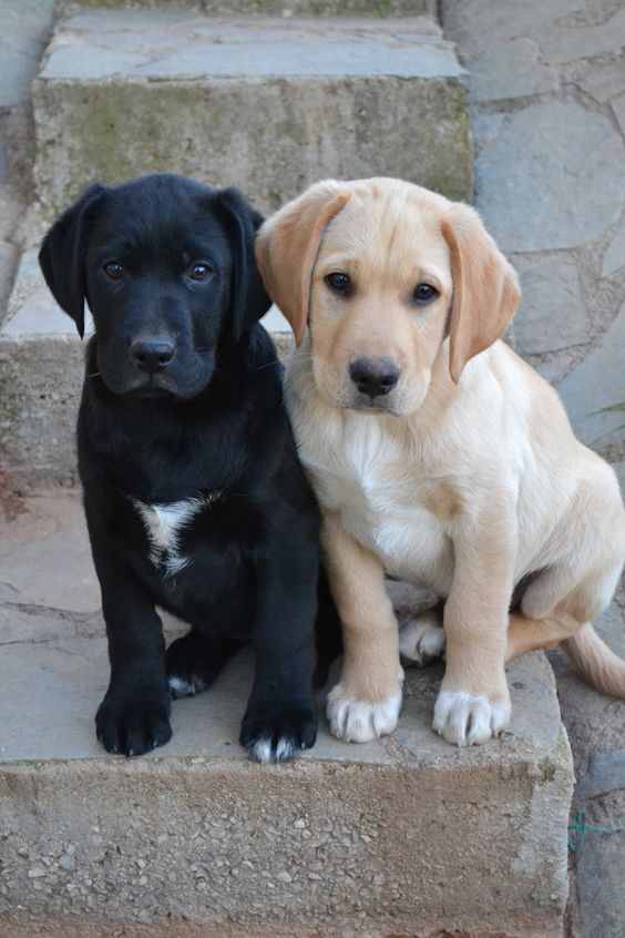 black and yellow lab puppies