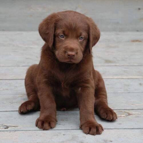 chocolate lab pup