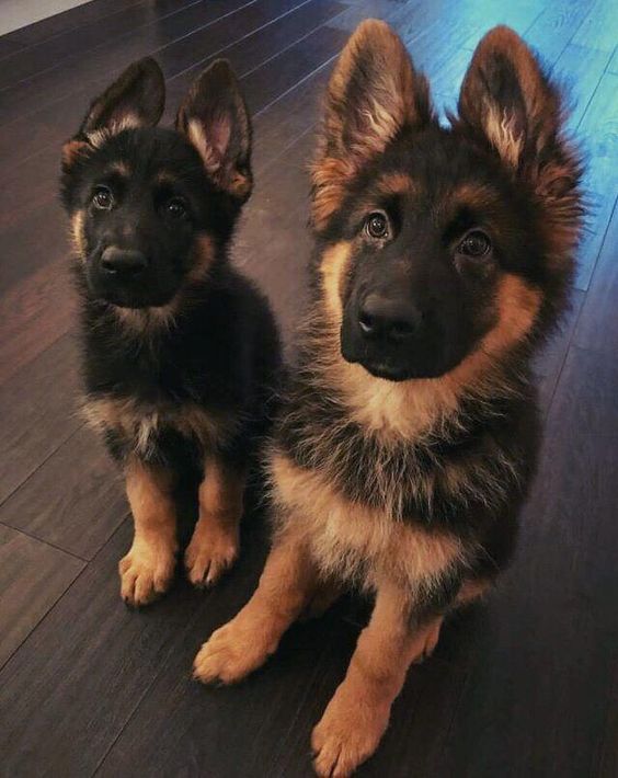 german shepherd pups