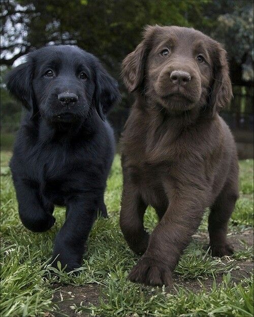 lab puppies are best buds