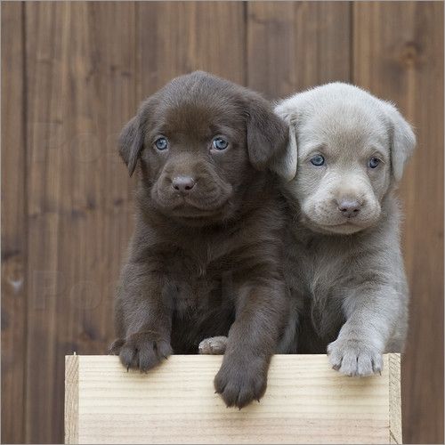 cute lab puppies