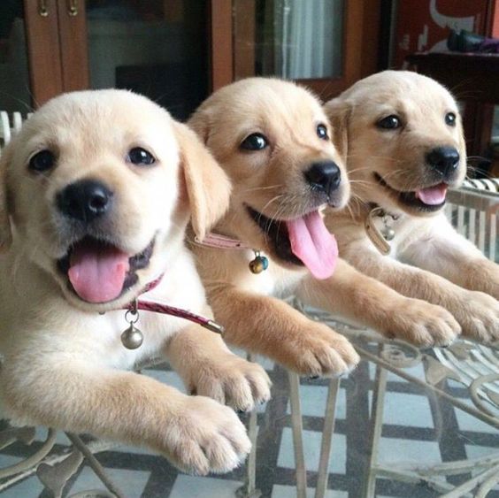 three yellow lab puppies