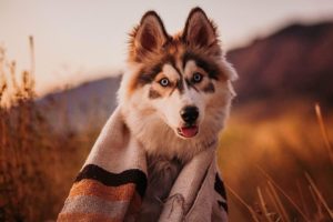 dog with blanket outdoors