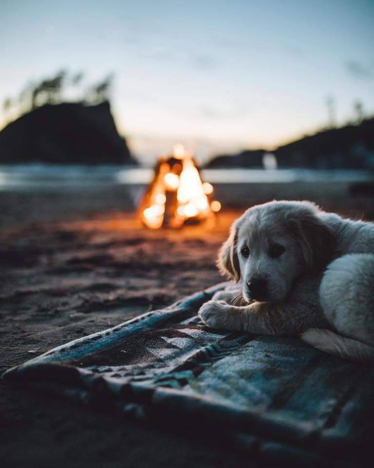 puppy on beach near campfire on Oregon coast
