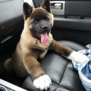 the manly life - cute puppy in front seat of car