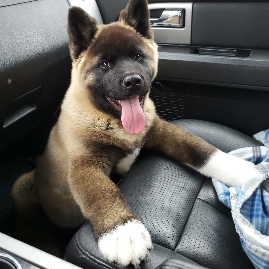 cute puppy in front seat of car