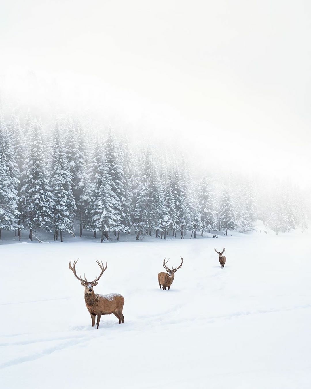 three deer in the snow