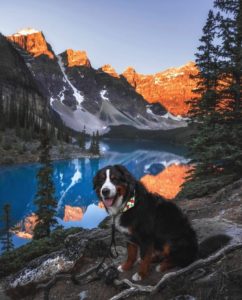 the manly life - doggo next to mountain lake